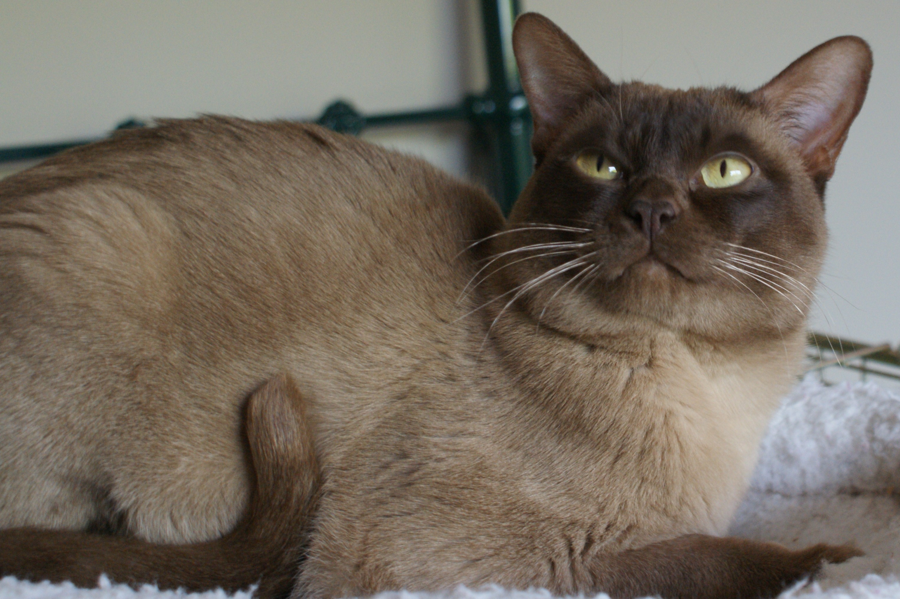 Rolo
