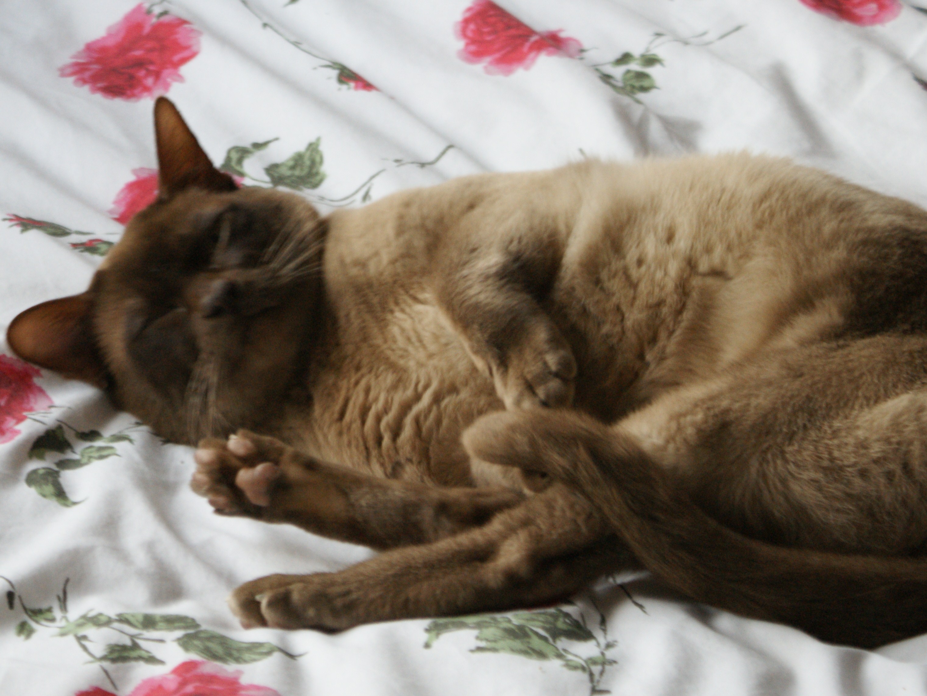 Rolo is such a big softie!