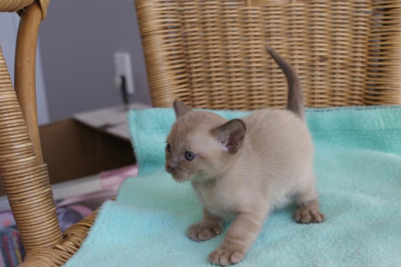 A lovely Chocolate kitten